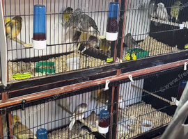 Canary's different colours