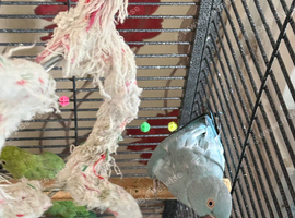 Indian ringneck parrot blue