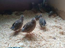 20 japanese hens