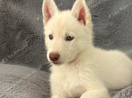 Husky-hybrid, Utonagan Puppies For Sale