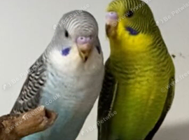 Blackwing budgies