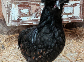 Pilkie (Polish and Silkie crossed)