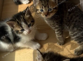 5 beautiful kittens looking for their forever home