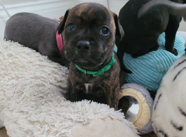 Staffie cross mastiff