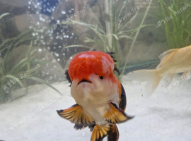 Baby oranda