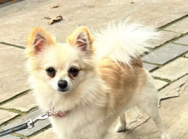 Pomeranian x Chihuahua