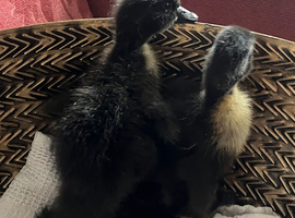 Cayuga Ducklings hatched 23/5/26