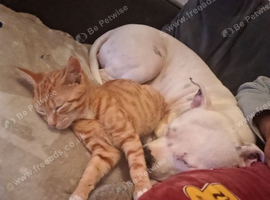 Female white Staffy