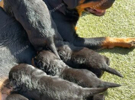 Rottweiler puppies