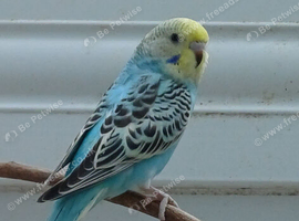 Pairs of young cock budgies