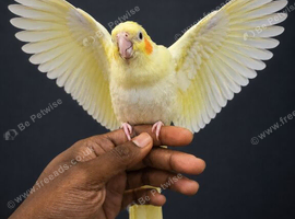 Baby handreared 8 week old cocaktiel