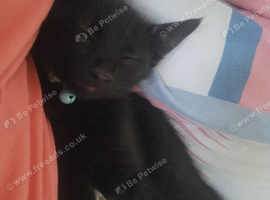 Kitten 5