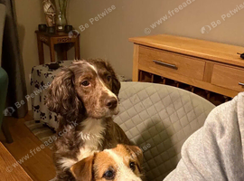 Cocker & Jack Russell