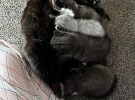 I have 1 female  kitten left