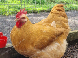 Buff Orpington Cockerels