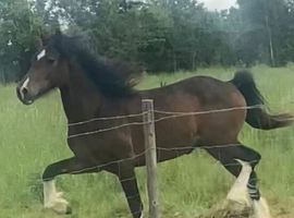 Absolutely stunning registered Welsh d 4yr old gelding
