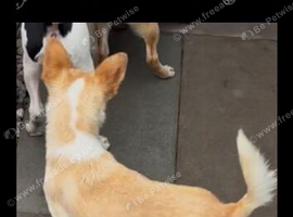 Chihuahua puppies ready now