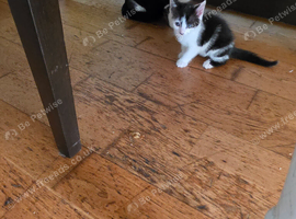 Kittens