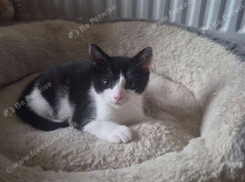 3x 11 week old kittens