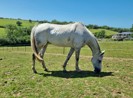 Really Smart Thoroughbred Gelding