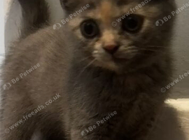 TICA /Scottish fold/BSH kittens