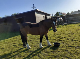 Large indoor stable block