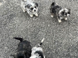 Chorkie