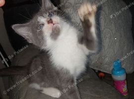Adorable kitten