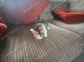 Tabby kitten - girl