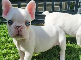 White/Pied French Bulldog puppies