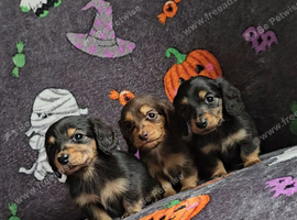 3 mini male dachshund puppies