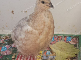 Available 2 x MALE Coturnix quails 7 weeks old both in rarer colours &pound;4 for both