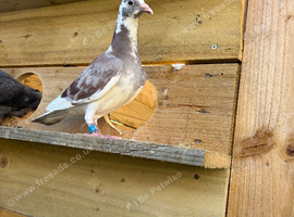 RACING PIGEONS FOR SALE &ndash; QUALITY BLOOD