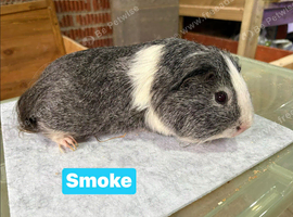 Baby guinea pigs & single boars