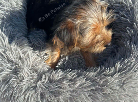 Yorkshire terriers