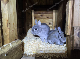 Squirrel netherland mum and babies