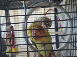 Pineapple cheek conure