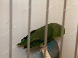 Bonded pair of parrotlets