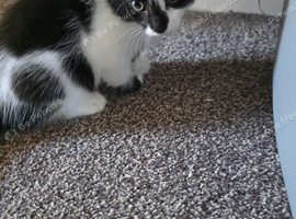 Kittens