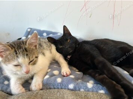2 Year Old - Male & Female Cat&rsquo;s