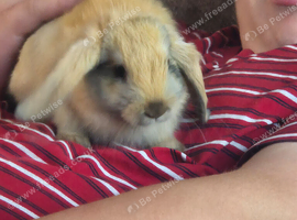 baby bunnies