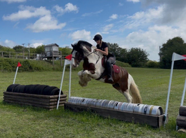 15.1/2H - 5Yo - Skewbald - Gelding - Clydsdale X Gypsy Cob - All Rounder