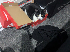 Cat to good home
