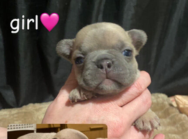 Frenchies for sale