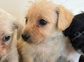 Terrier puppies