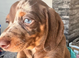 Beautiful miniature dachshund puppies