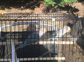 Opaline Fischer lovebirds.pairs and unpaired