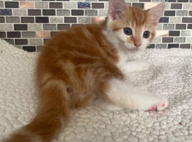 Kittens kittens kittens