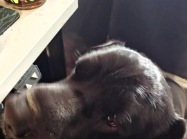 Sha pei springer cross in need of a loving home