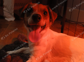 Jack russel pups 2 boys 2 girls